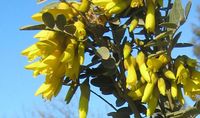 Sophora macrocarpa detail.JPG