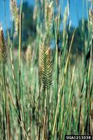 Agropyron cristatum IPM1213038.jpg