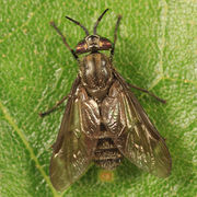 Chrysops fuliginosus BugGuide289371.jpg