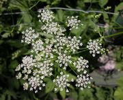 Inflorescence of Aegopodium podagraria L.