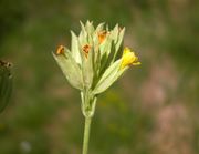 Faded inflorescence of Primula veris L. subsp. veris (photo Andrea Moro 2005)