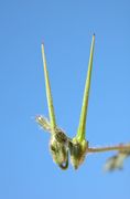 Fruits of Erodium cicutarium (L.) L'Hér.