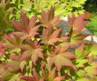 Acer sieboldianum Miq. – Photo: Andrea Moro 2007, Dryades TSB45690.jpg