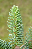 Abies pinsapo Boiss. – Photo: Andrea Moro 2008, Dryades TSB58404.jpg