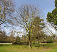 Acer macrophyllum Pursh – Photo: Andrea Moro 2009, Dryades TSB61863.jpg