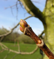 Acer platanoides L. – Photo: Andrea Moro 2009, Dryades TSB62534.jpg