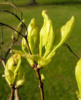 Acer ginnala Maxim. – Photo: Andrea Moro 2009, Dryades TSB62776.jpg