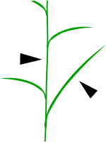 Grass leaf and stem - pointing character.svg