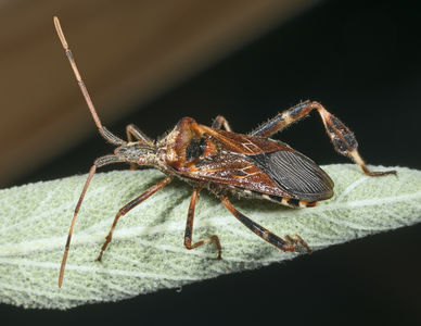 Leptoglossus occidentalis MHNT.jpg