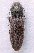 Limonius californicus BugGuide.jpg