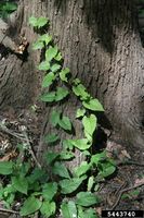 Brunnichia ovata IPM5443740.jpg