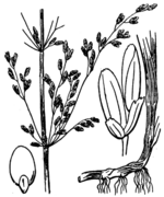 Schematic drawing of Catabrosa aquatica (L.) P. Beauv. (drawing 4103 of Coste & Flahault 1901-1906)