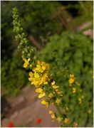 Inflorescence of Agrimonia procera Wallr.