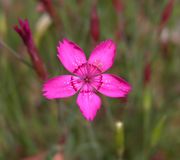 Dianthus deltoides subsp. deltoides L.