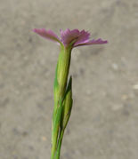 Dianthus deltoides subsp. deltoides L.