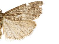 Acrobasis pyrivorella PaDIL136298a.jpg