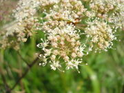 Angelica sylvestris JuliaKruse 2.jpg