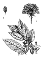 Combretum erythrophyllum PROTA drawing.png