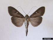 Cydalima perspectalis IPM5475425.jpg