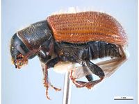 Dendroctonus rufipennis PaDIL136058a.jpg