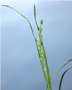 Poa annua (L.)