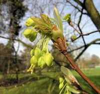 Acer opalus Mill. – Photo: Andrea Moro 2009, Dryades TSB62902.jpg