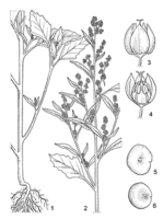 Linedrawing Chenopodium album.gif