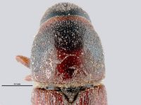 Scolytus schevyrewi PaDIL135660f.jpg