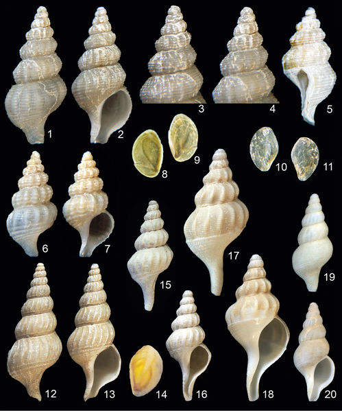 File:Zookeys-409-061-g001.jpg