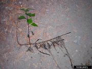 Ageratina adenophora IPM5391821.jpg