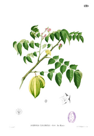 Averrhoa carambola Blanco1.139.png