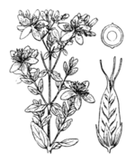 Schematic drawing of Hypericum perforatum L. (drawing 677 of Coste & Flahault 1901)