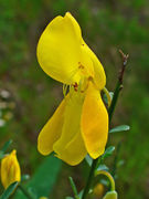 Cytisus scoparius 0003.JPG