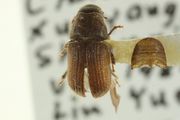 Dendroctonus armandi BOLDSystems.jpg