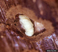 Dendroctonus jeffreyi IPM1241461.jpg