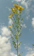 Overview of Hypericum perforatum L. subsp. perforatum (photo Andrea Moro 2007)