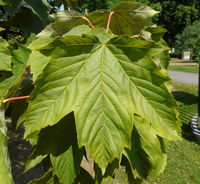 Acer pseudoplatanus L. – Photo: Andrea Moro 2008, Dryades TSB56420.jpg