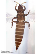 Haplothrips kurdjumovi PaDIL1.png