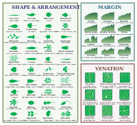 Leaf morphology.svg