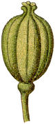 Triglochin maritima Sturm fruit.png