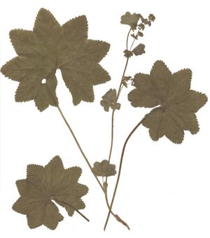 Alchemilla vulgaris Herbar.jpg