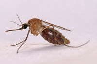 Anopheles gambiae Mosquito.jpg