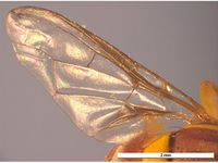 Bactrocera jarvisi PaDIL136226f.jpg