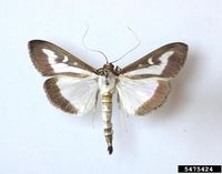 Cydalima perspectalis IPM5475424.jpg