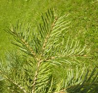 Abies concolor (Gordon) Lindl. ex Hildebr. – Photo: Andrea Moro 2006, Dryades TSB35510.jpg