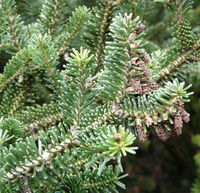 Abies nebrodensis (Lojac.) Mattei – Photo: Andrea Moro 2008, Dryades TSB58423.jpg