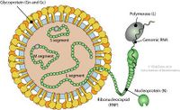 Orthotospovirus ViralZone.jpg