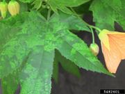 Abutilon mosaic virus IPM5482601.jpg