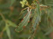 Pflanzengalle Aculus magnistrostris auf Salix alba (Blattoberseite)