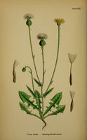 Crepis foetida.jpg